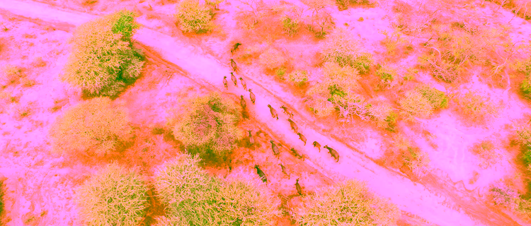 Aerial view of buffalo migrating towards the water hole in South Africa