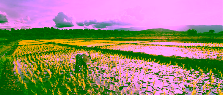 Woman farmer working in green rice fields